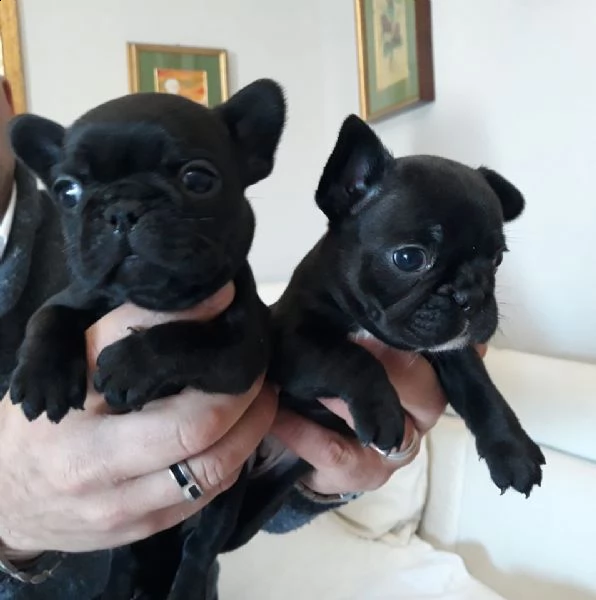 vendo cuccioli di bulldog francese | Foto 1
