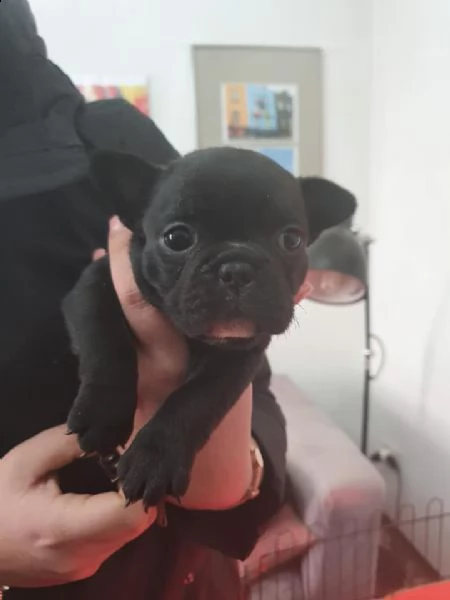 vendo cuccioli di bulldog francese bel colore nero | Foto 0