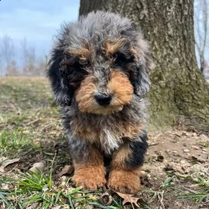 adorabili bernedoodle cuccioli  maschio e femmina 