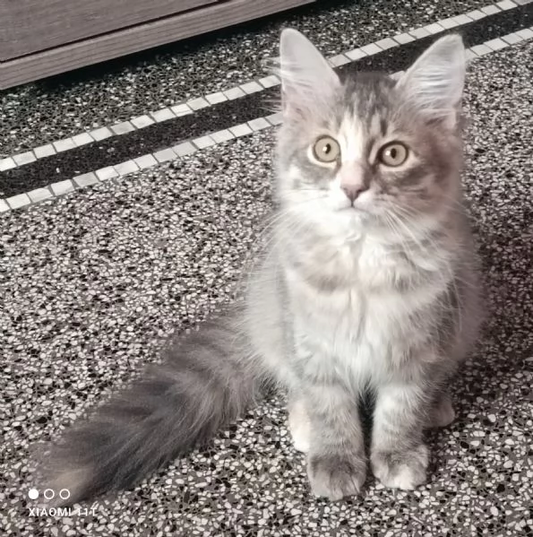 Cuccioli siberiani 