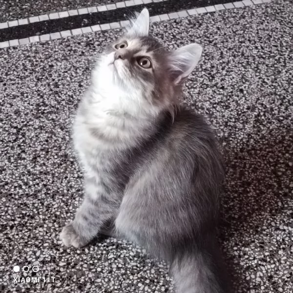 Cuccioli siberiani  | Foto 3