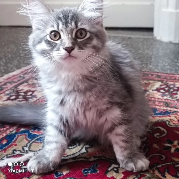 Cuccioli siberiani  | Foto 1