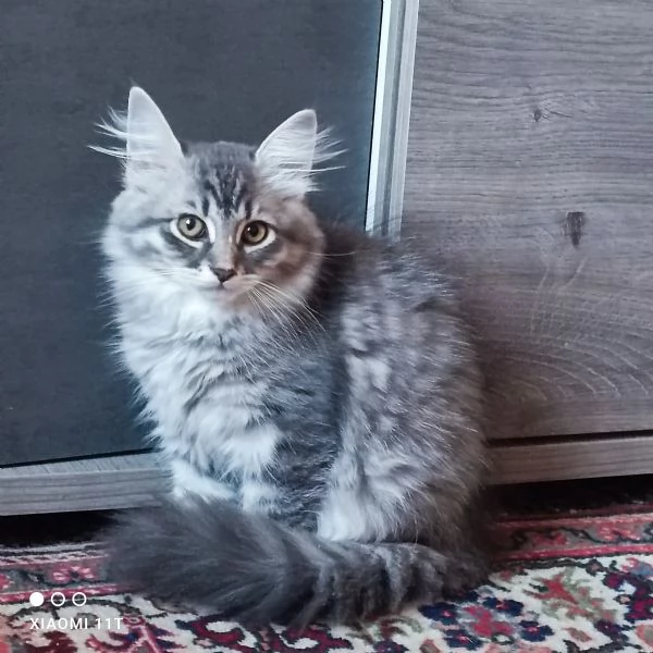Cuccioli siberiani 