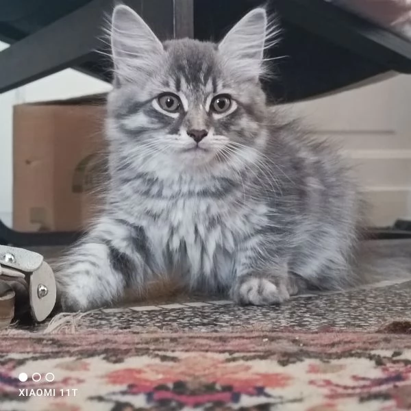 Cuccioli siberiani  | Foto 0