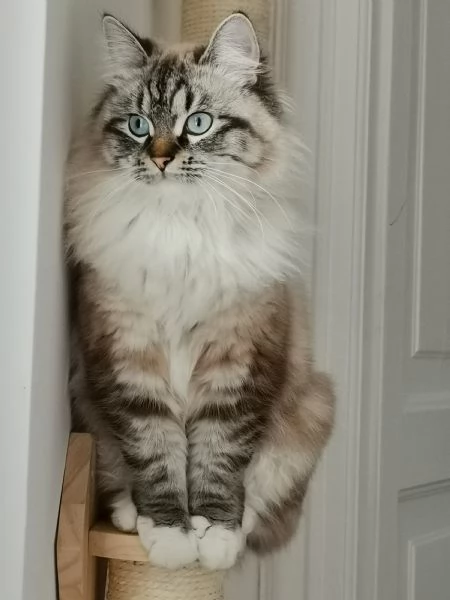 Cuccioli siberiani  | Foto 4