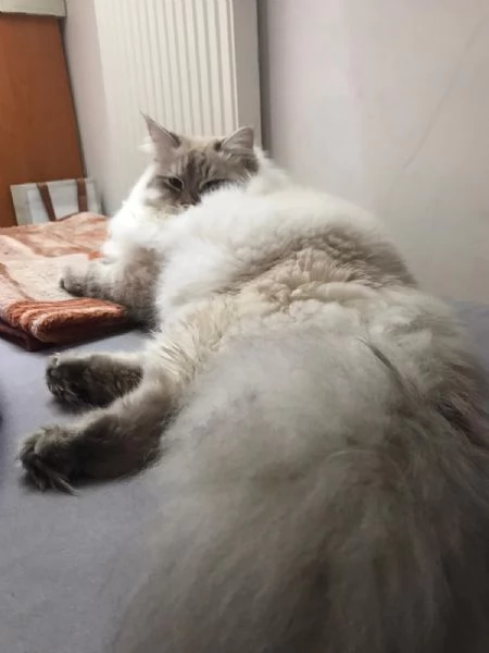 Cuccioli siberiani  | Foto 3