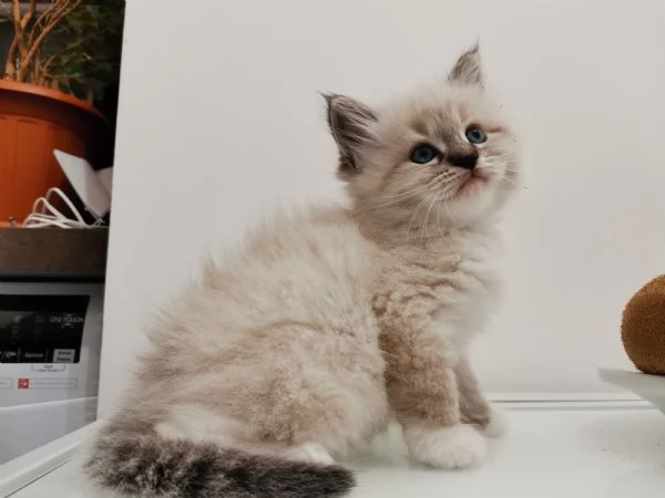 Cuccioli siberiani  | Foto 1