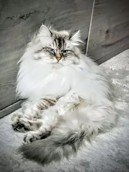 Cuccioli siberiani  | Foto 0