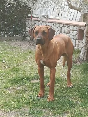 cuccioli di rhodesian ridgeback | Foto 1