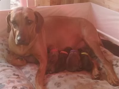 cuccioli di rhodesian ridgeback | Foto 0