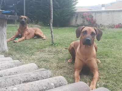 cuccioli di rhodesian ridgeback