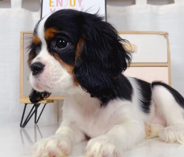 regalo cavalier king charles  toy   | Foto 0