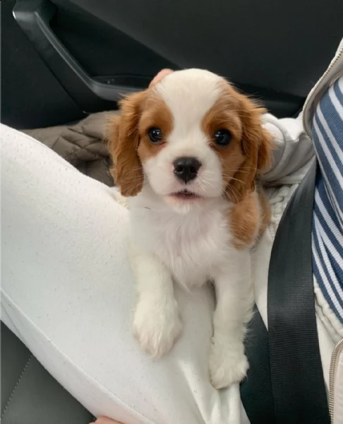 regalo cavalier king charles  toy  