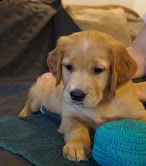 bellissimi cuccioli di golden retriever disponibili | Foto 1