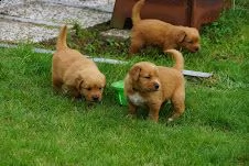 bellissimi cuccioli di golden retriever disponibili