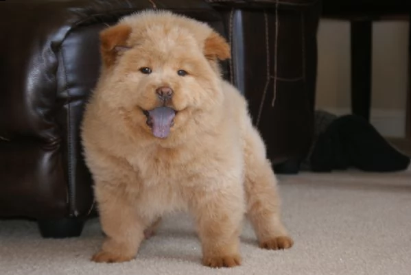 disponibili 3 cuccioli di chow chow | Foto 0