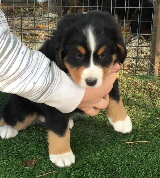 meravigliosi cuccioli di bovaro del bernese | Foto 1