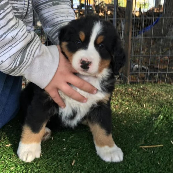 meravigliosi cuccioli di bovaro del bernese | Foto 0