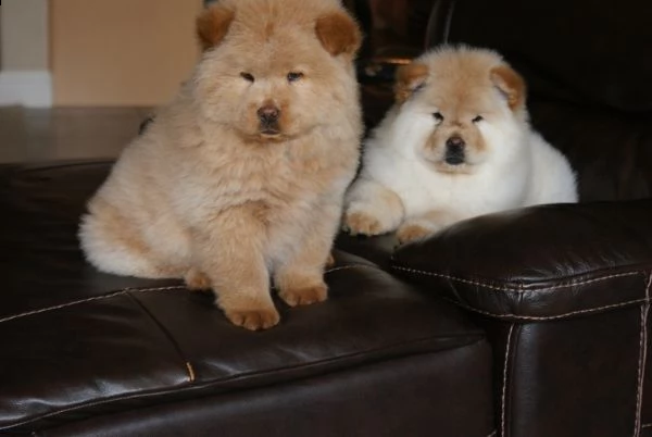 dolcissimi cuccioli di chow chow