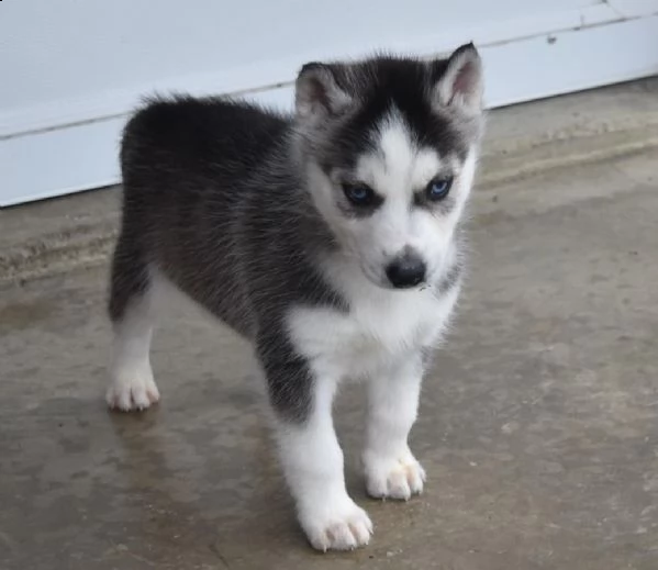 disponibile ultima cucciola di soli 90 giorni | Foto 3