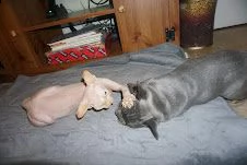 cuccioli di bouldogue francesi | Foto 2