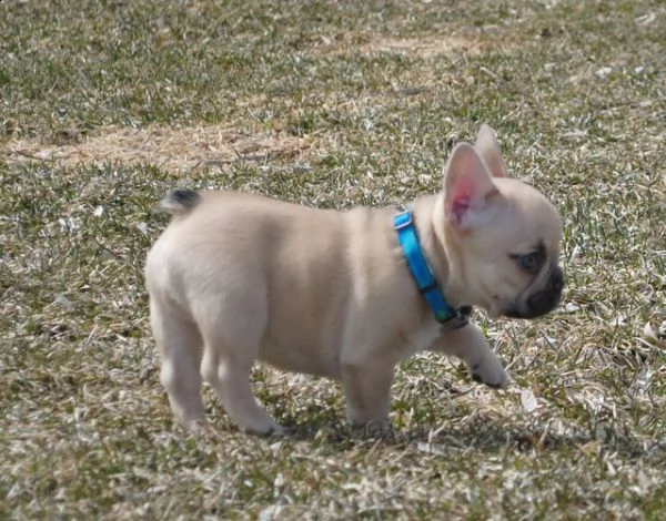 bouledogue francese bulldog bianco e nero e miele 