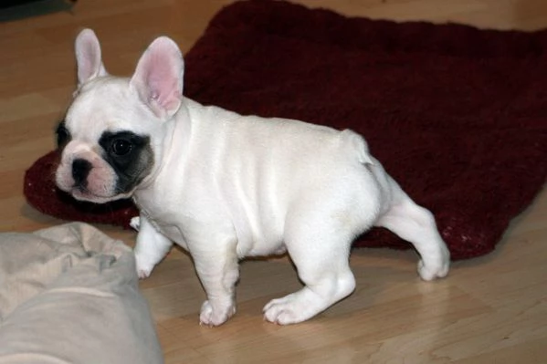 bouledogue francese bulldog bianco e nero e miele  | Foto 4