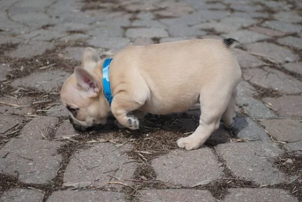 bouledogue francese bulldog bianco e nero e miele  | Foto 3