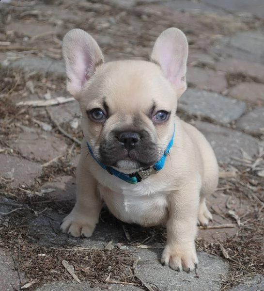 bouledogue francese bulldog bianco e nero e miele  | Foto 2