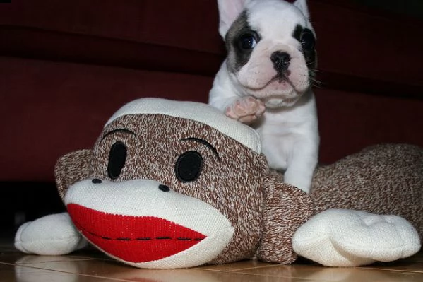 bouledogue francese bulldog bianco e nero e miele  | Foto 1