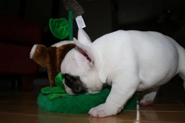 bouledogue francese bulldog bianco e nero e miele  | Foto 0