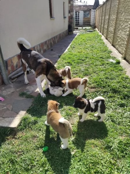 ultimo cucciolo disponibile akita | Foto 2