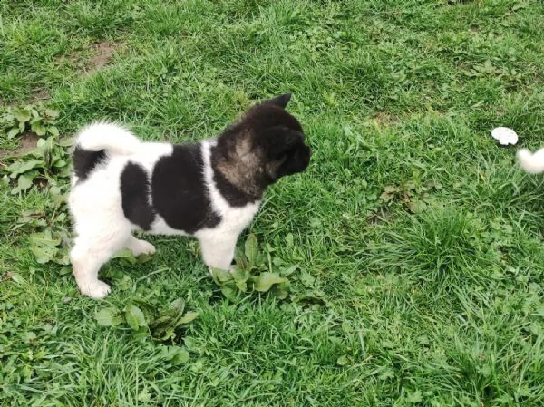 ultimo cucciolo disponibile akita | Foto 1