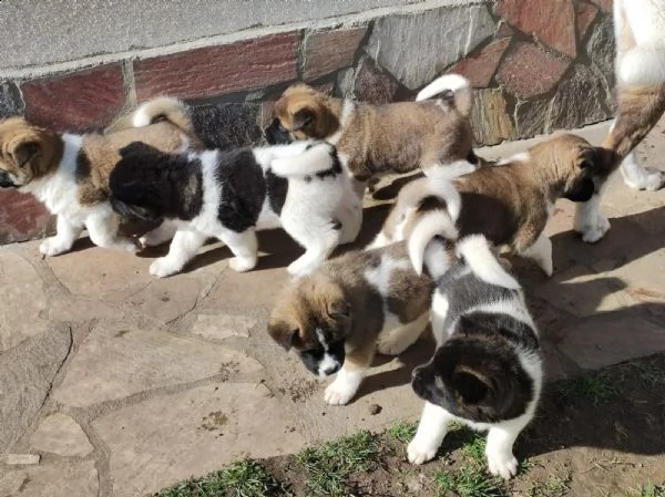 ultimo cucciolo disponibile akita | Foto 0