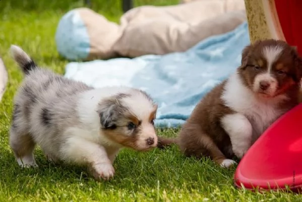 cucciola australian shepherd pastore australiano | Foto 3