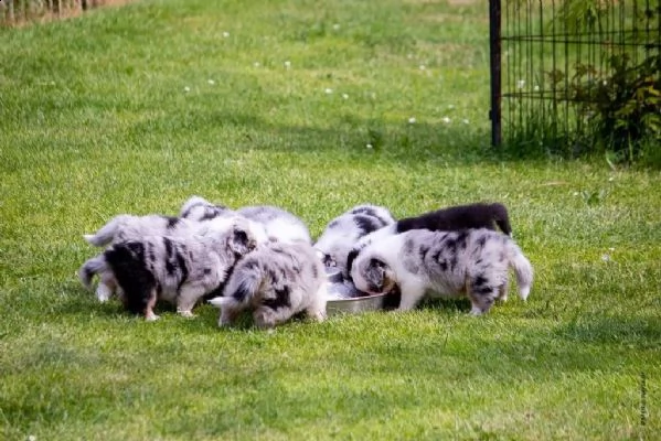 cucciola australian shepherd pastore australiano | Foto 2