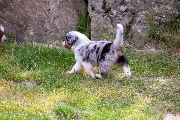 cucciola australian shepherd pastore australiano | Foto 1