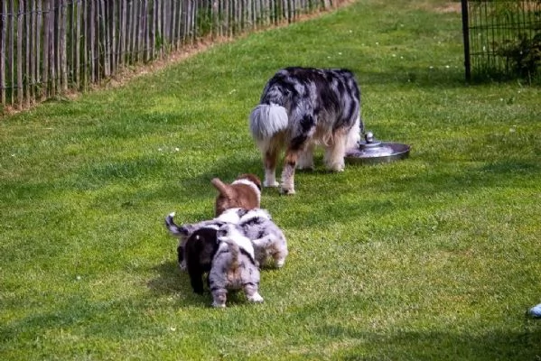 cucciola australian shepherd pastore australiano | Foto 0