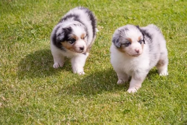 cucciola australian shepherd pastore australiano