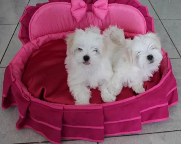 bellissimi cuccioli di maltese cercano casa i cu | Foto 4