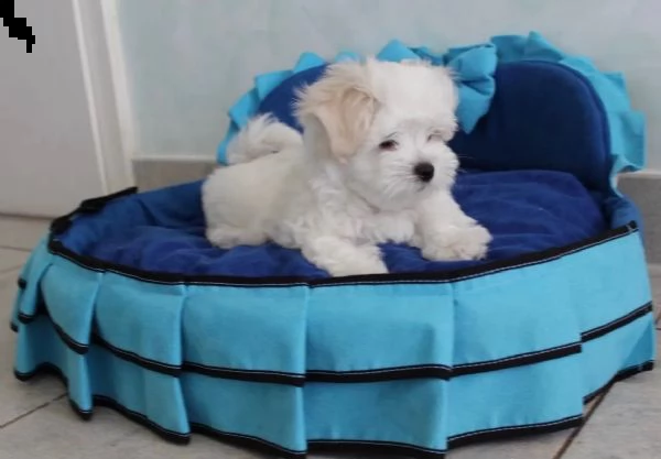 bellissimi cuccioli di maltese cercano casa i cu | Foto 3