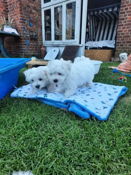 bellissimi cuccioli di maltese cercano casa i cu | Foto 2