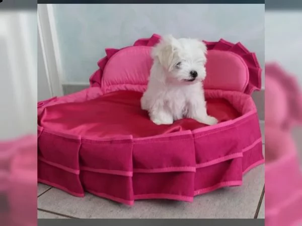 bellissimi cuccioli di maltese cercano casa i cu | Foto 1