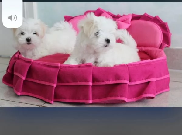 bellissimi cuccioli di maltese cercano casa i cu | Foto 0