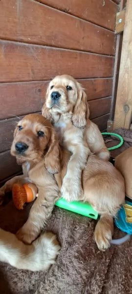 bellissimi cuccioli di cocker spaniel inglese