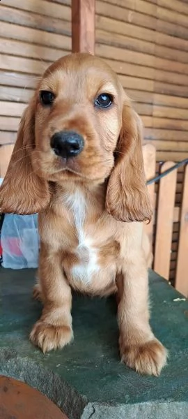 bellissimi cuccioli di cocker spaniel inglese | Foto 4