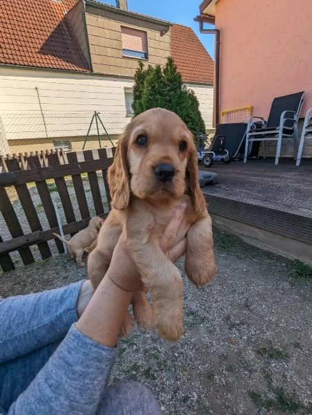 bellissimi cuccioli di cocker spaniel inglese | Foto 3