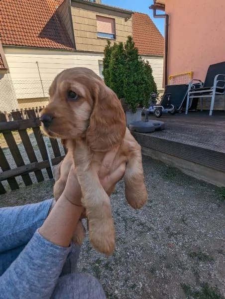 bellissimi cuccioli di cocker spaniel inglese | Foto 2