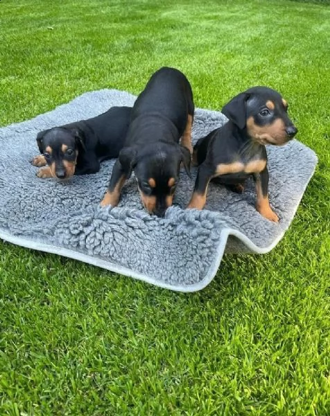 cuccioli di pinscher tedesco con pedigree