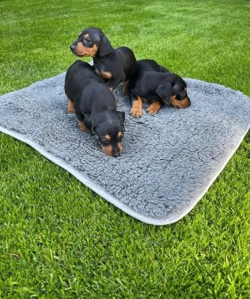 cuccioli di pinscher tedesco con pedigree | Foto 0